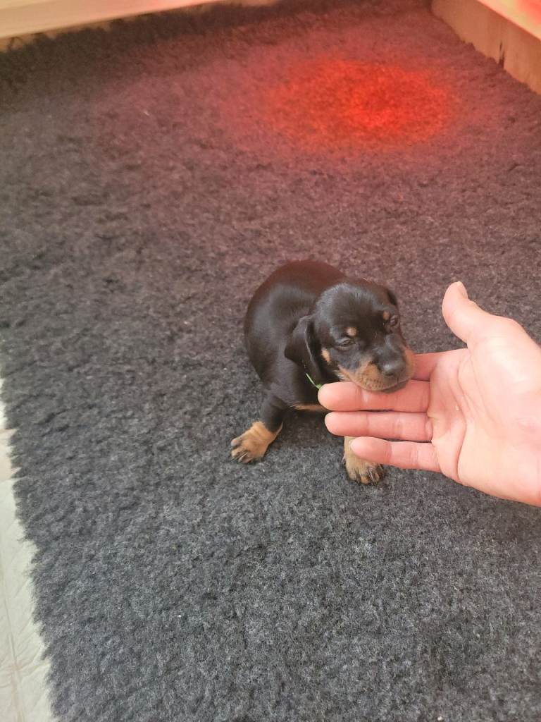 Dachshund puppies 