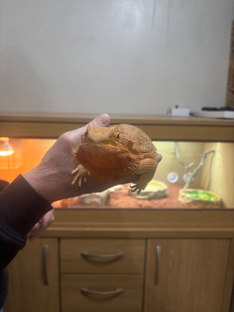 4 foot vivarium with bearded dragon 