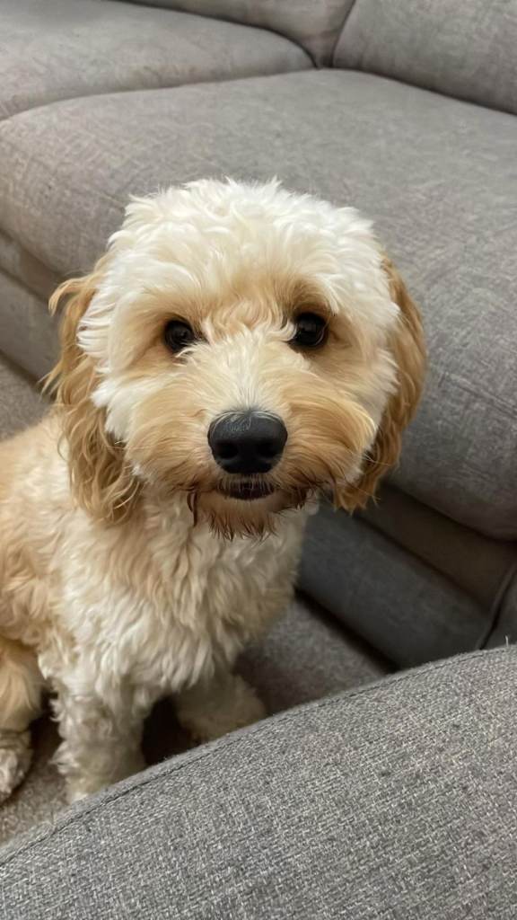Male toy cockapoo 13 months old 