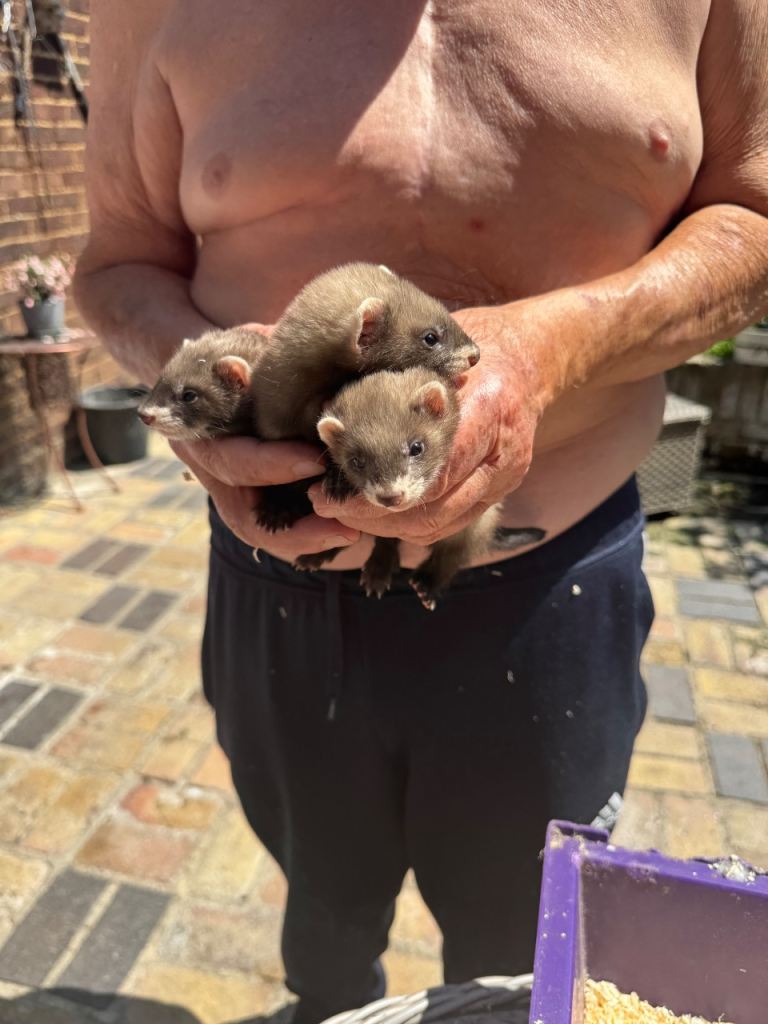 Ferrets for sale 