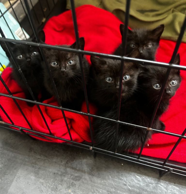 Adorable Kittens