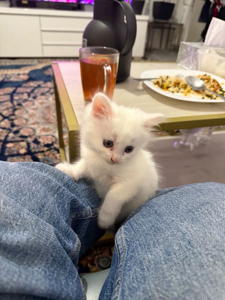 🐾 Adorable Fluffy White Male Kitten Ready for His Forever Home!
