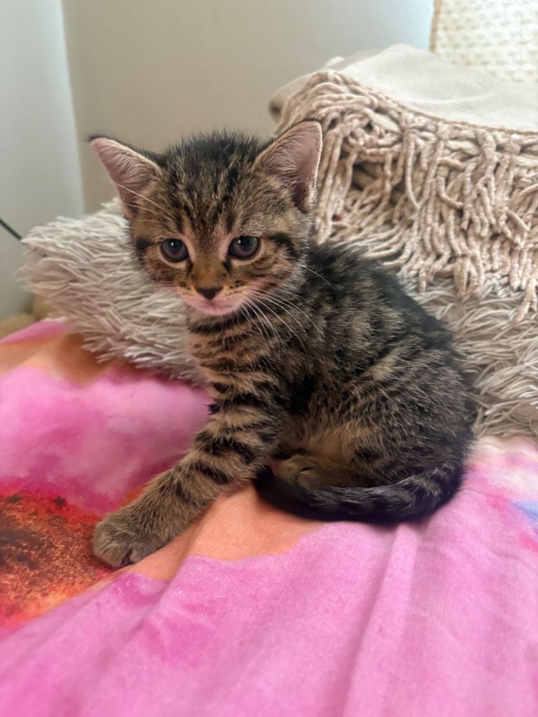8 week old tabby kitten