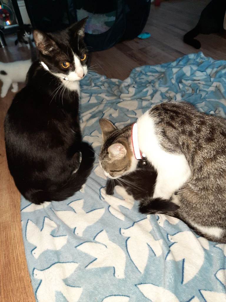 Kittens ready in 2 week for homes 