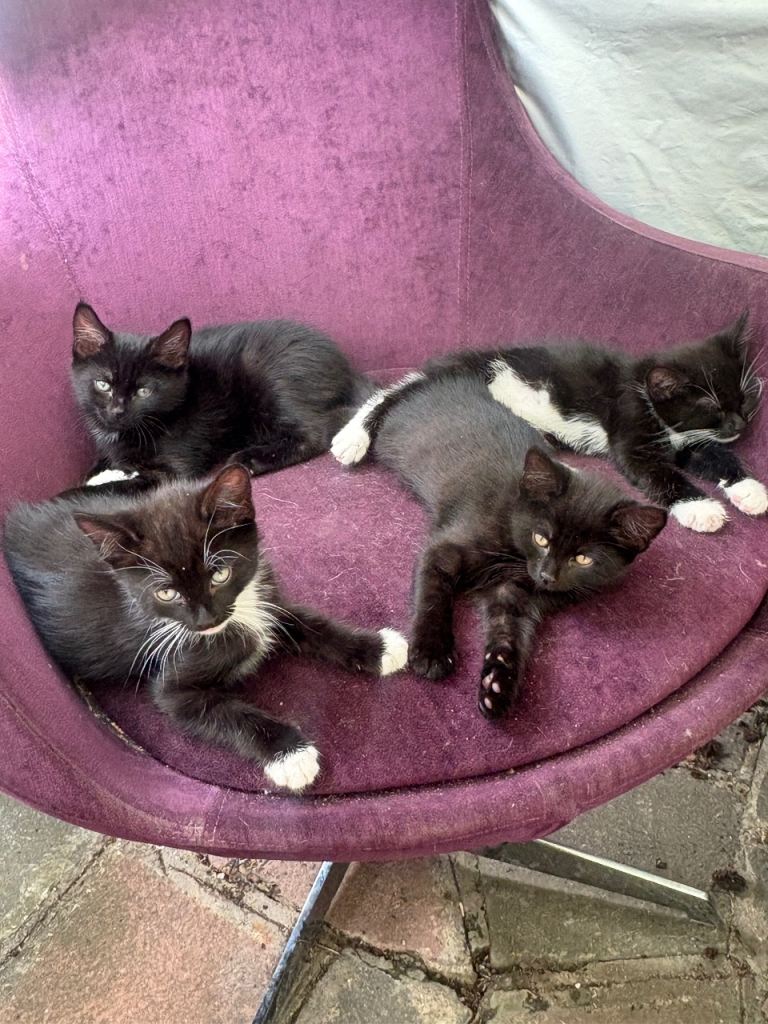 Kittens for Sale