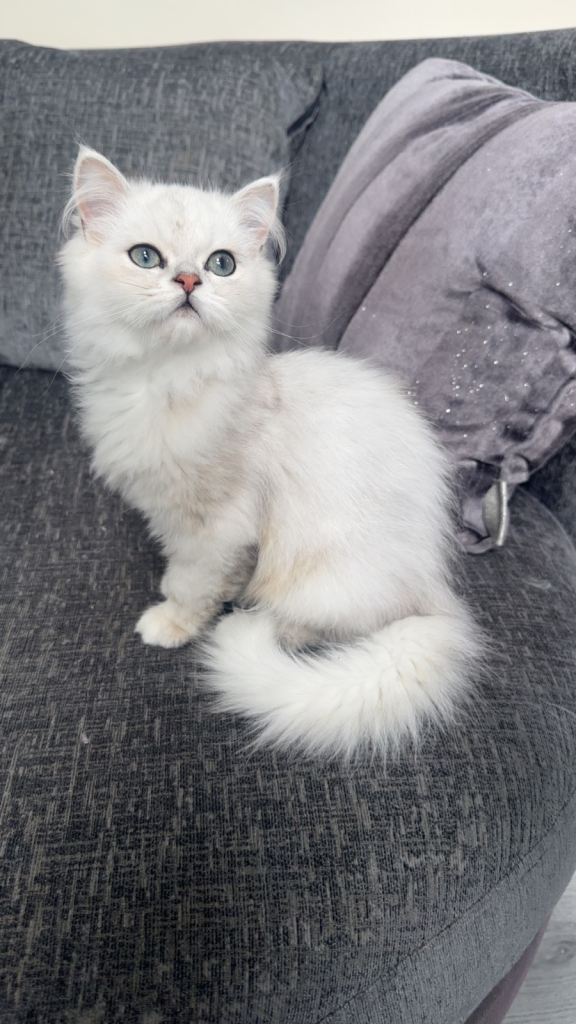 Persian kitten vaccinated & chipped