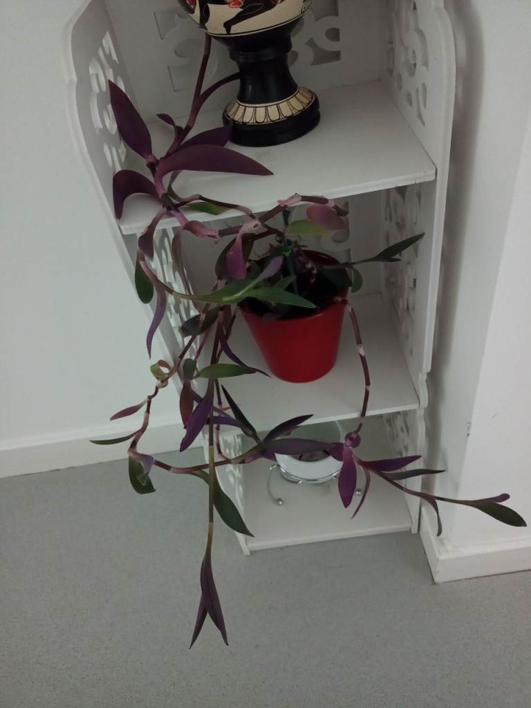 Transandantia plant