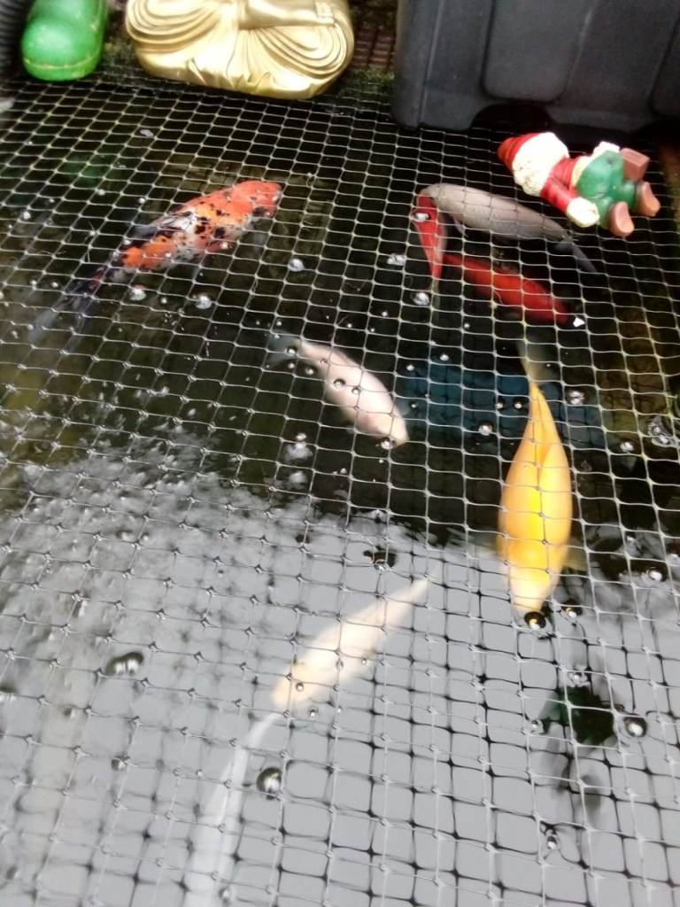 Pond Closure Gold Fish / Orfe  Pond Fish 