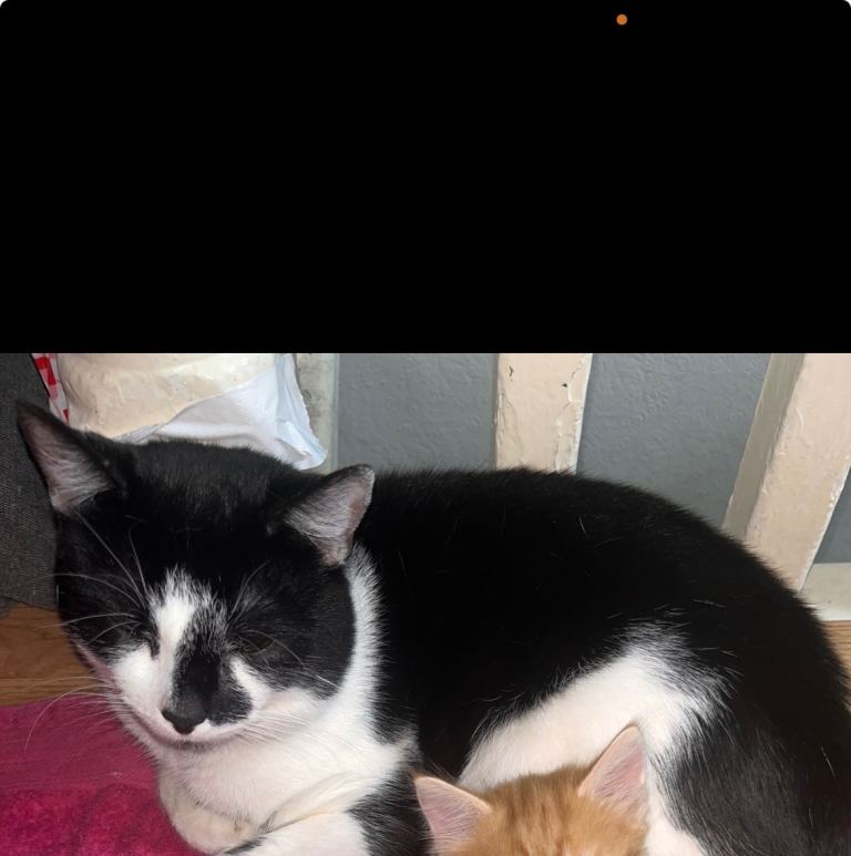 Male cat aged 24 months 