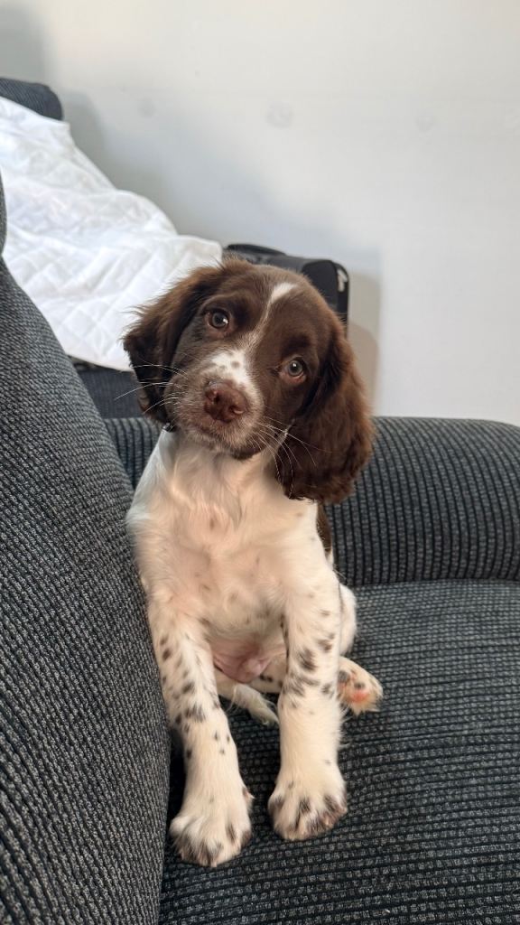 KC Registered English Springer Spaniel Puppy 