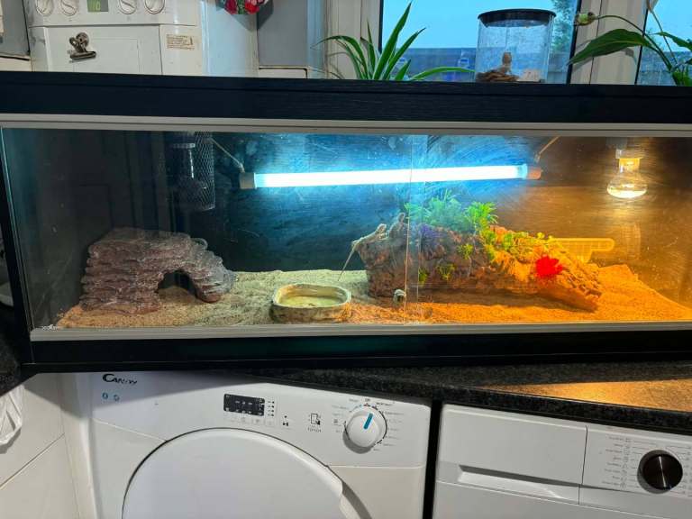 Vivarium full set up with 2 baby bearded dragons 