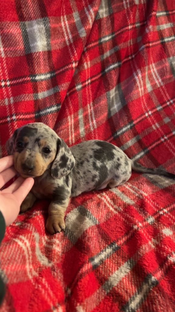 🔥 Kc Reg Miniature Dachshunds🔥