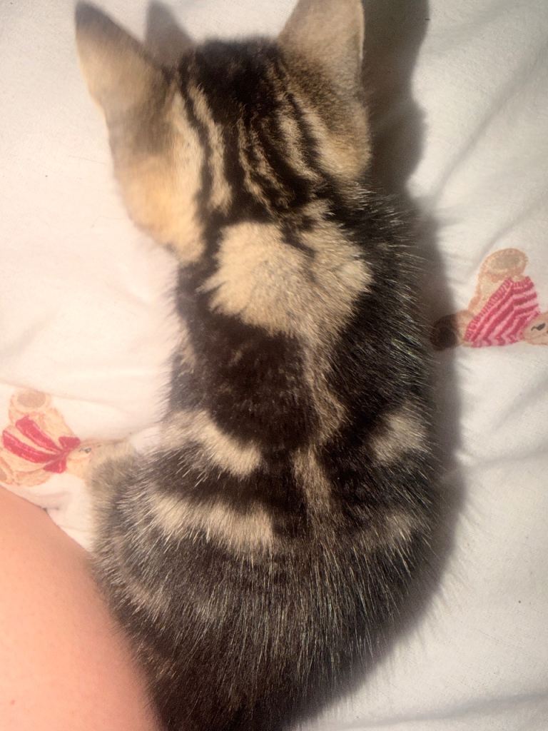 baby tabby boy with hearts