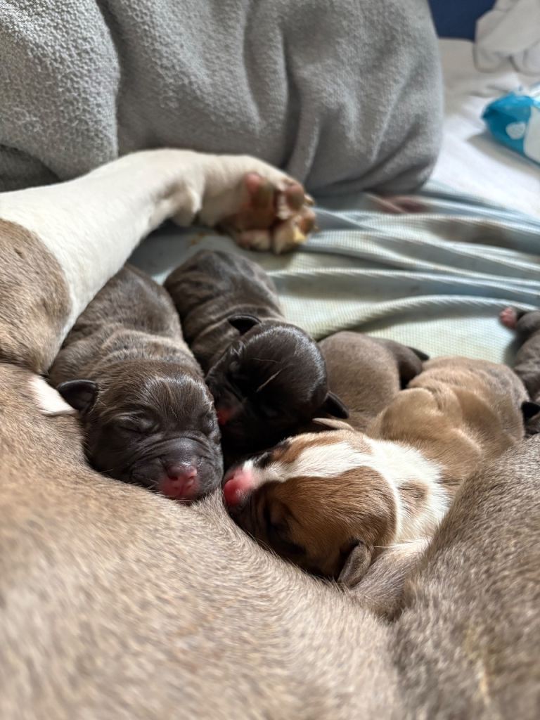 Standard bully x pocket bully