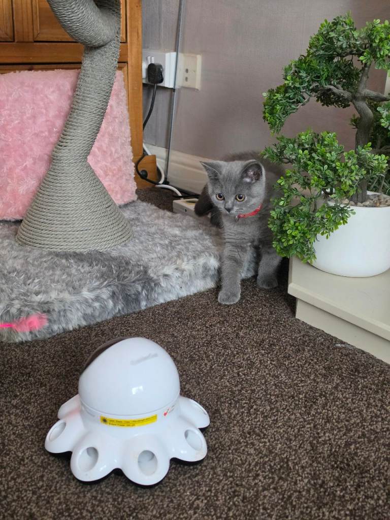 READY NOW active gccf registered, British Shorthair Kittens Ready for New Homes 21st September 