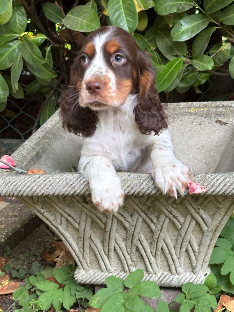 Cocker spaniel pupys 
