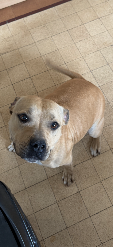 💛 3‑Year‑Old Staffie Looking for a Loving Home