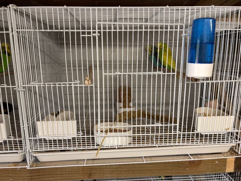 All wire budgie breeding cages 6 available 