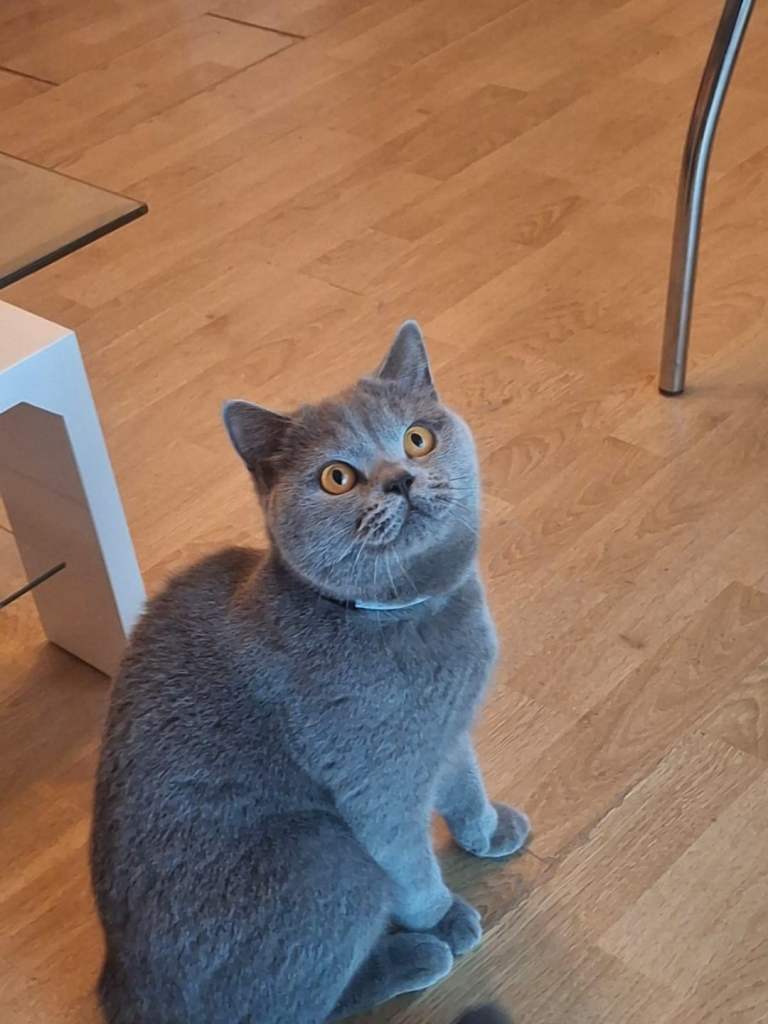 10mth British shorthair
