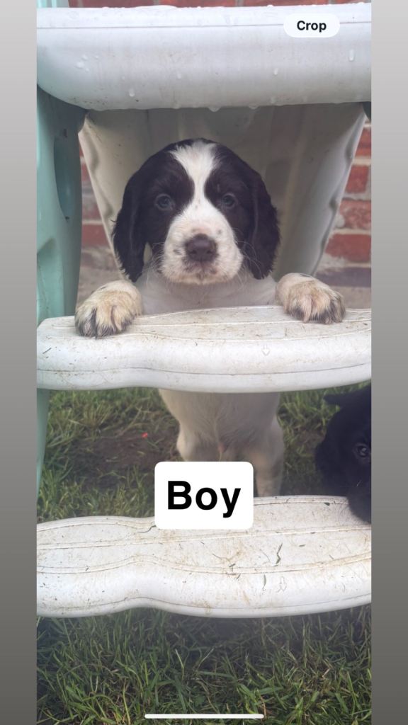 Cocker spaniel puppies 