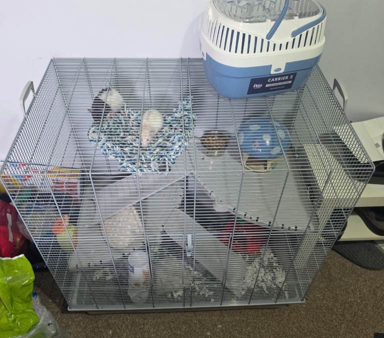 2 baby rats and cage