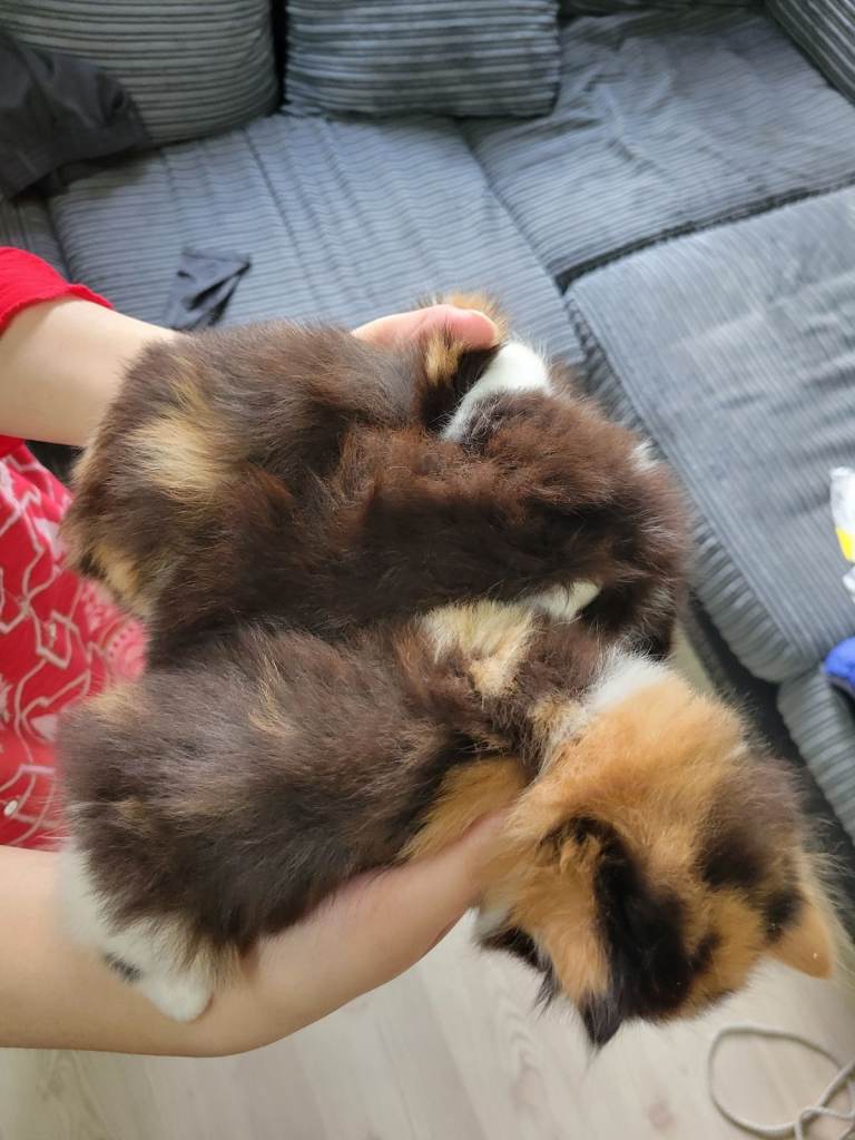 11 week old kitten /female 