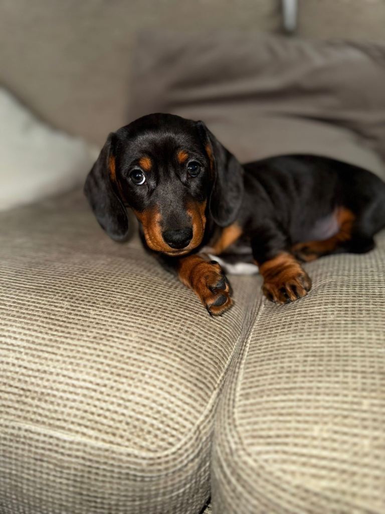 Miniature Dachsund Puppy for Sale (F 3 months old)