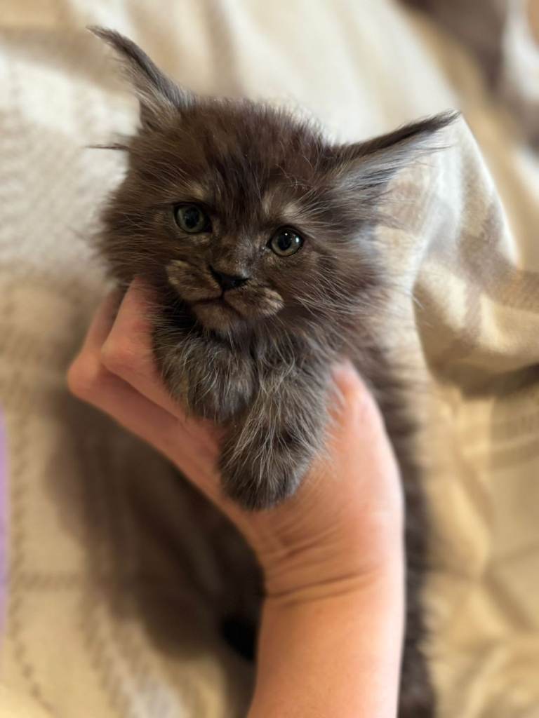 Maine coon kittens ready now silver tabby black smoke