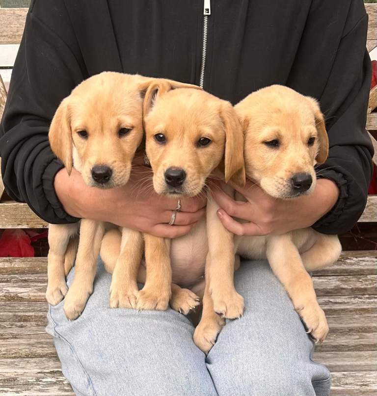 Golden Labrador Puppies 