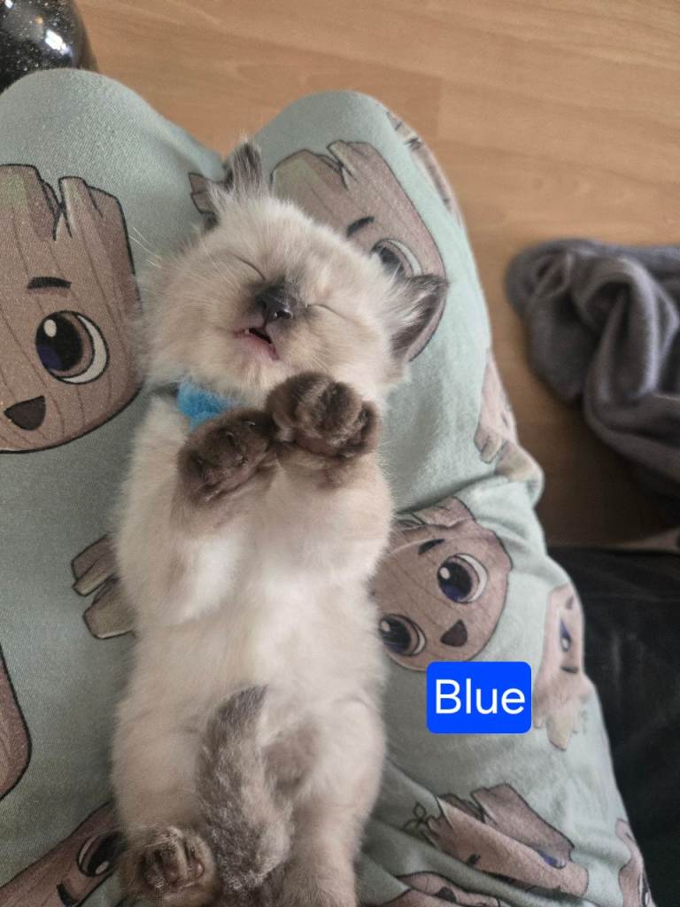Ragamese kittens ragdoll siamese kittens