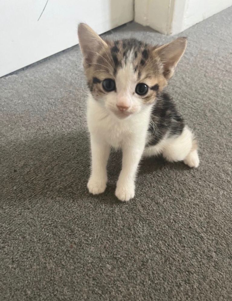 2 kittens looking for a new home
