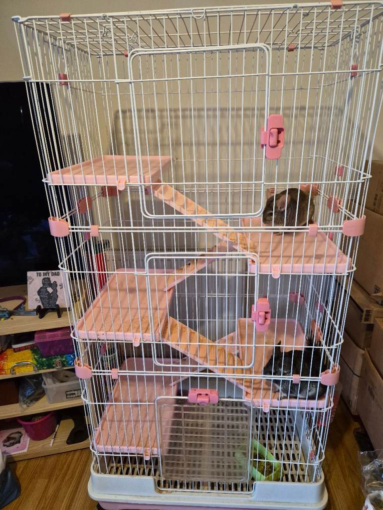 Chinchillas for sale