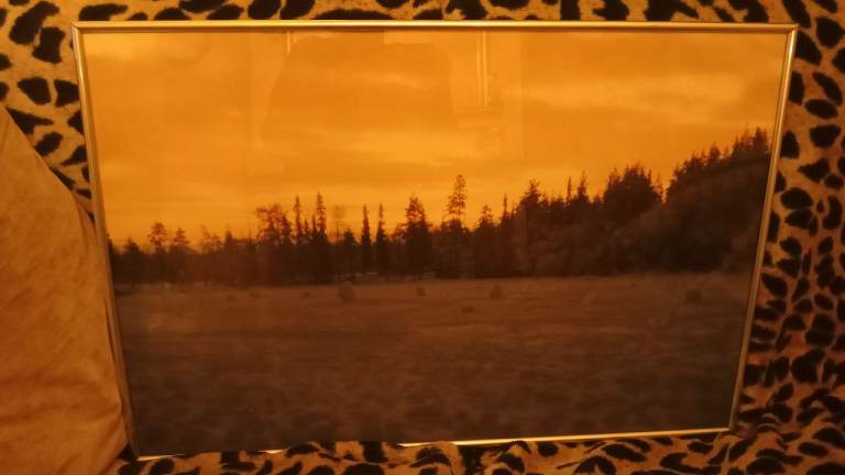 Picture forest good condition £5