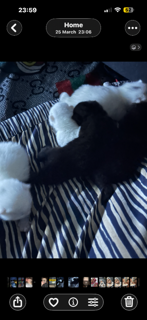 Adorable Kittens 