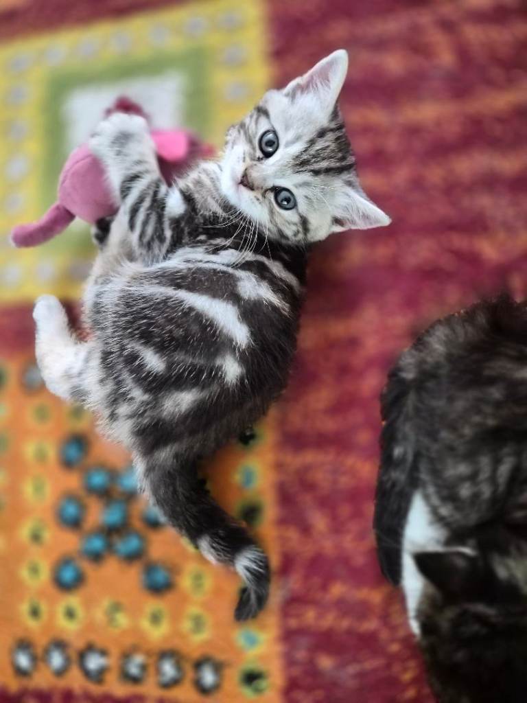 Main coon mix stunning baby girl