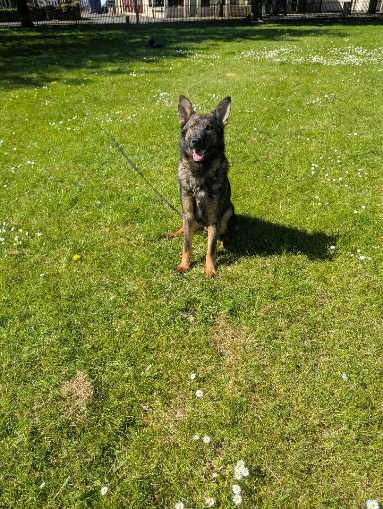 German shepherd 
