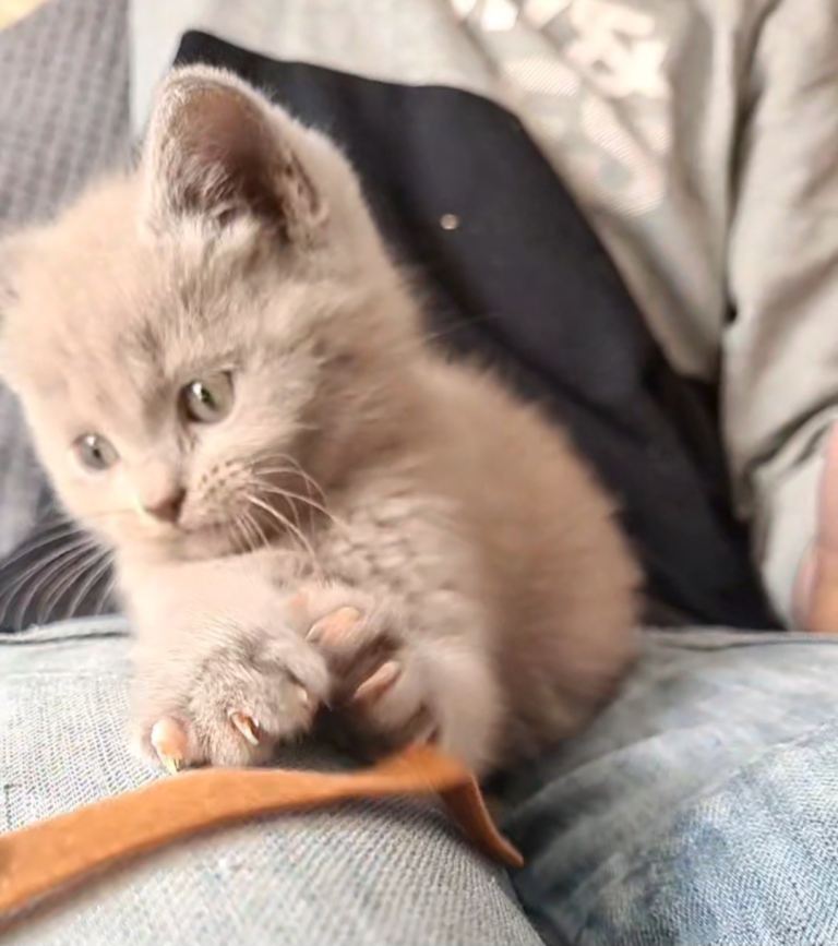 Beautiful kittens available 