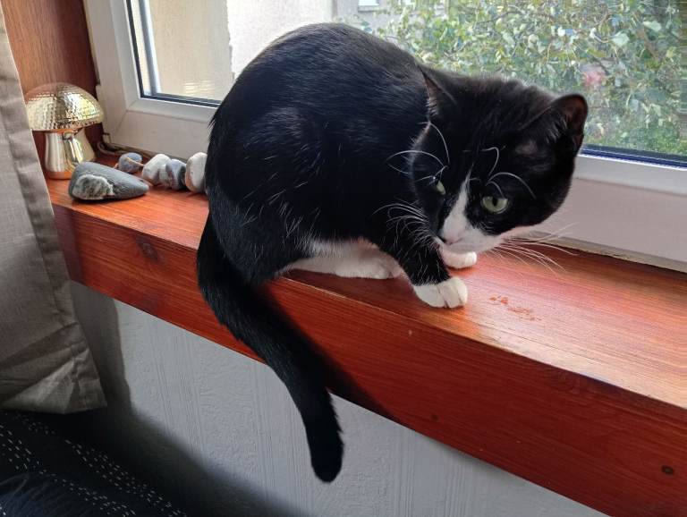 Cat