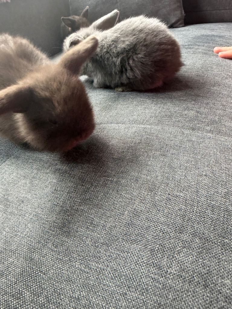 Mini baby lop rabbbits 