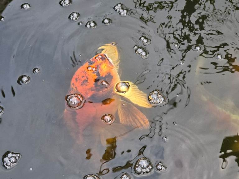 Koi carp for sale 