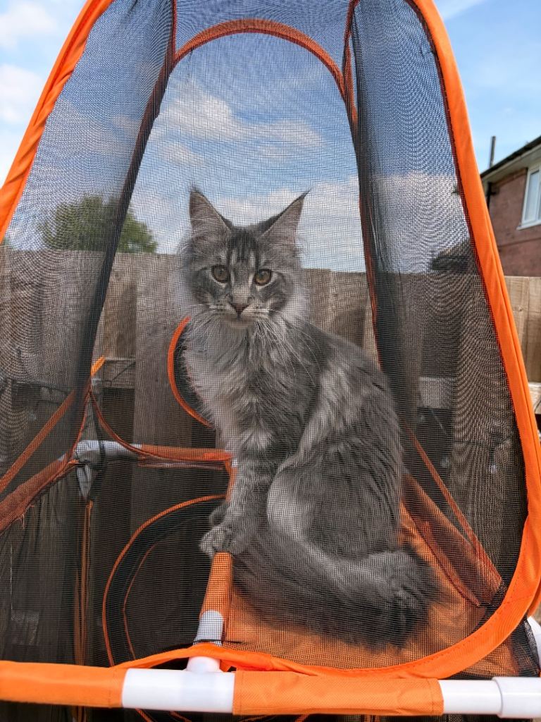 5 Month Maine Coon