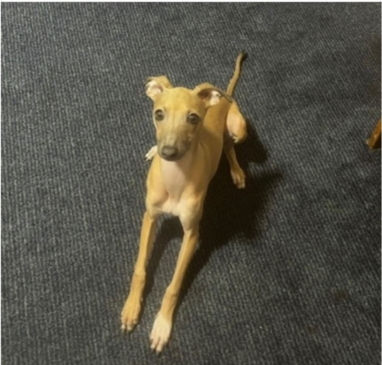 Italian Greyhound (KC Reg) For Sale 