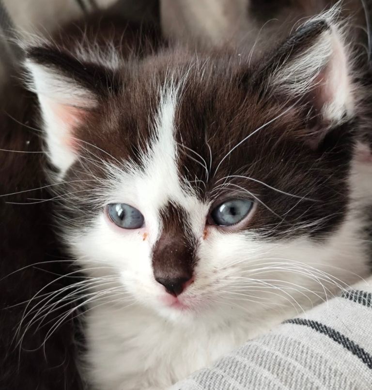 Beautiful mixed litter of kittens fabulous colours ! 