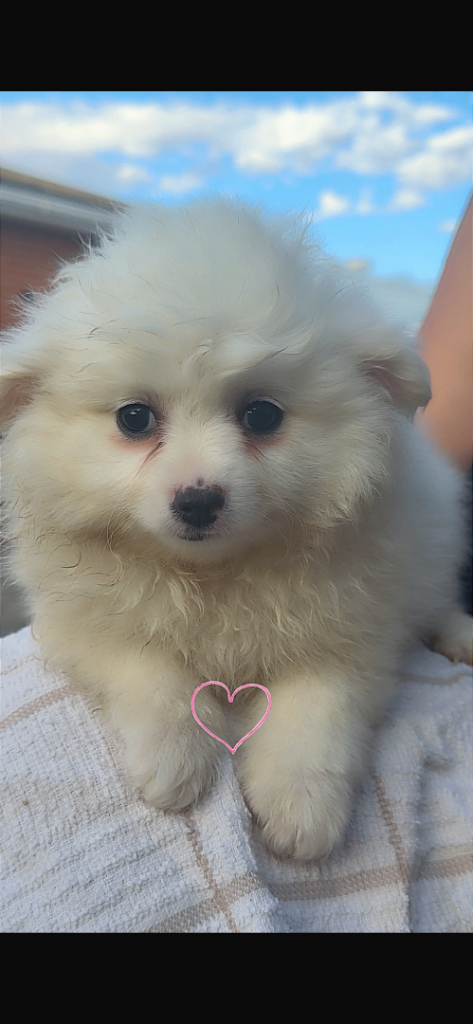 Chihuahua Cross Pomeranian Puppies for Sale