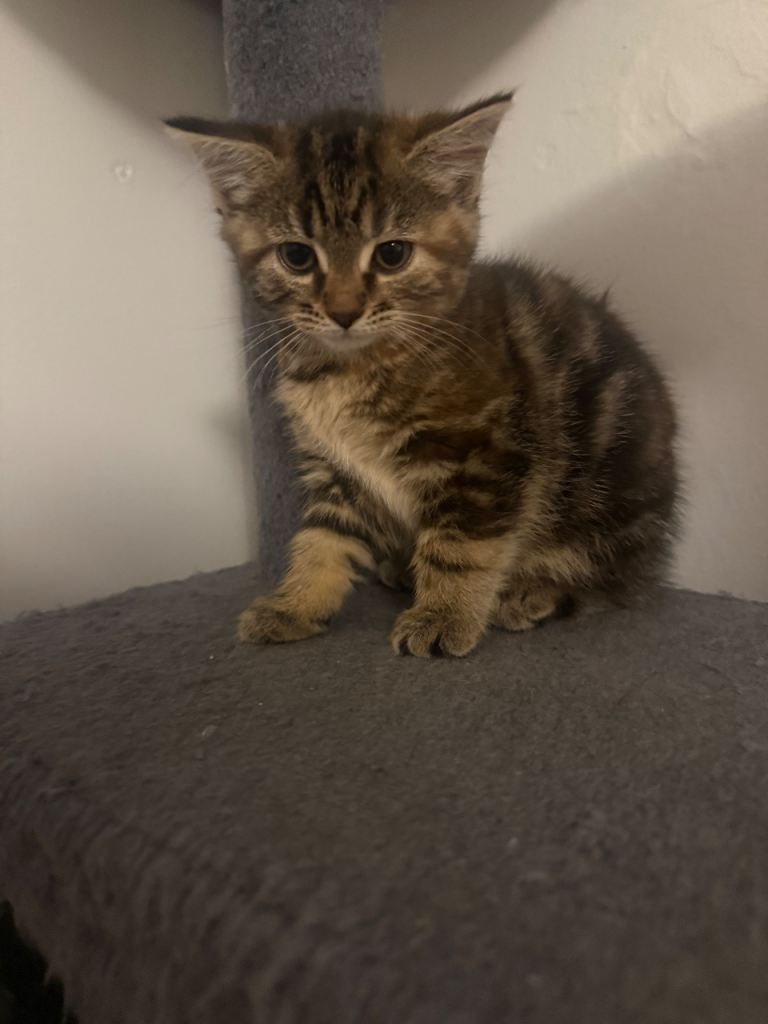 beautiful kittens for sale