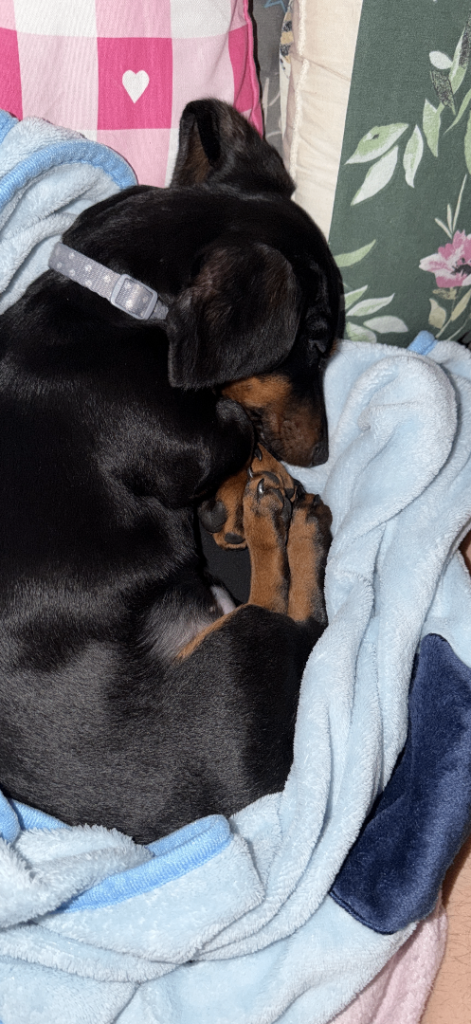 Boy mini dachshund 6 months old