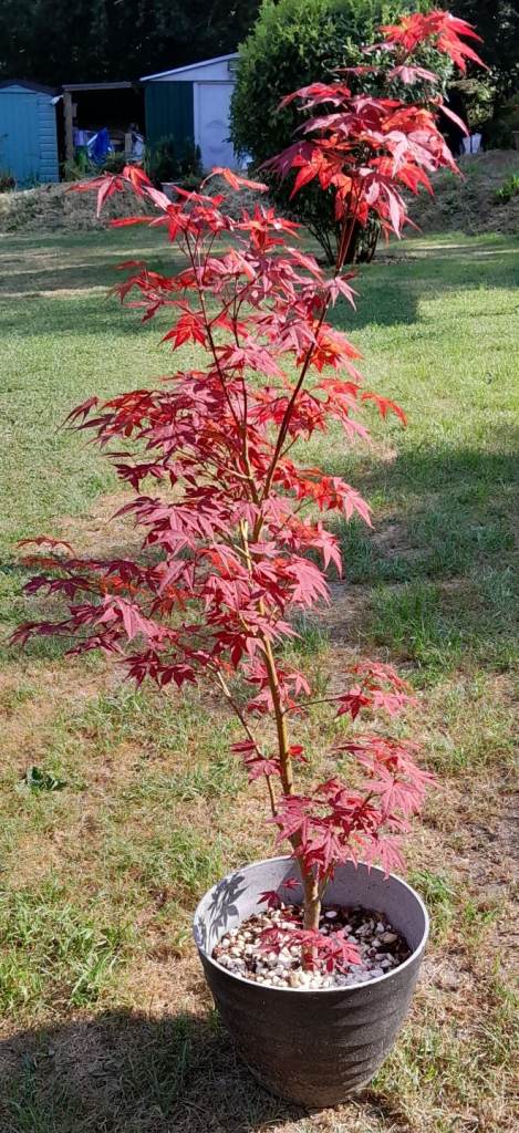 JAPANESE MAPLE TREE ACER IN A POT 4FT