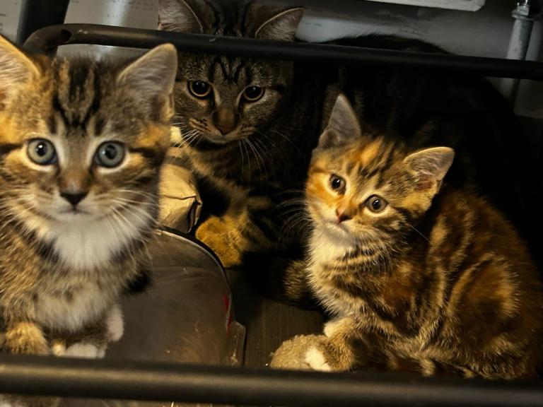 Kittens 