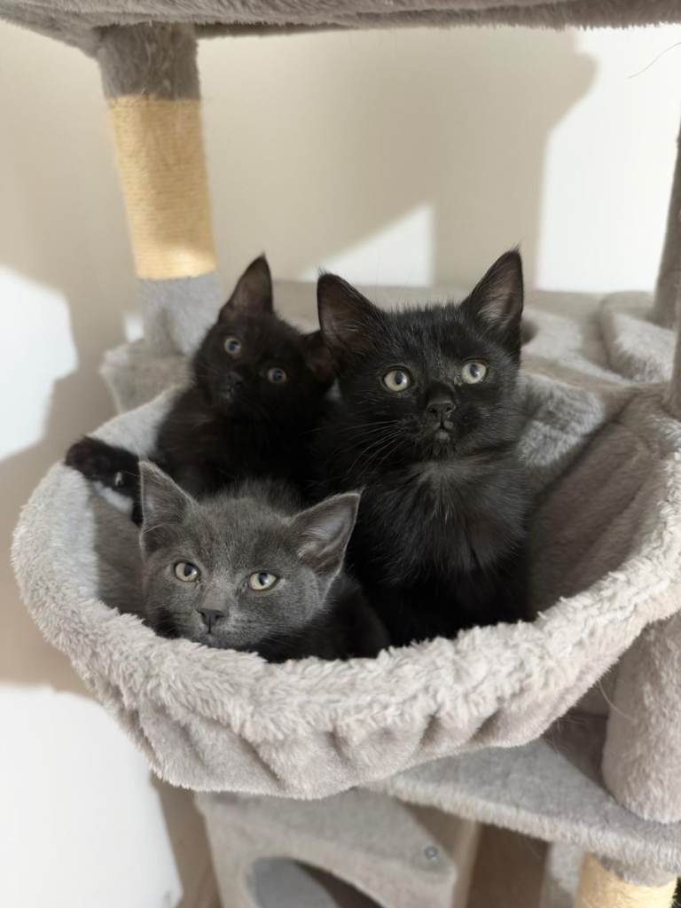 Ragdoll × British Shorthair Kittens (12 weeks)