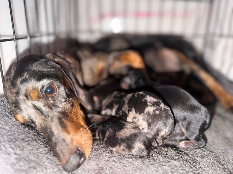 Dachshund puppies looking for their forever loving homes 